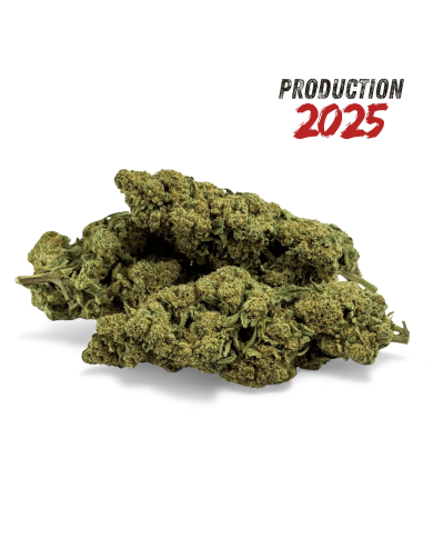 Fleur de CBD Super White Frost Greenhouse