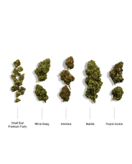 Fleur de CBD Super White Frost Greenhouse