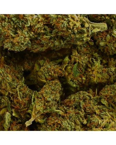 Fleur de CBD - SHERBET