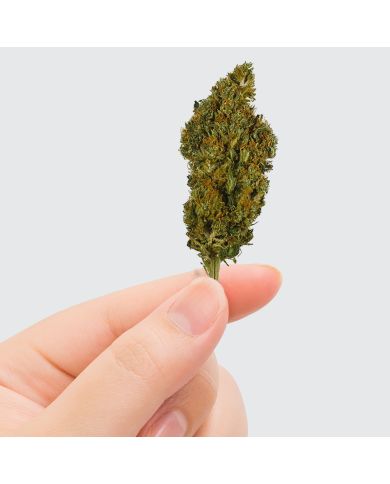 Fleur de CBD - SHERBET