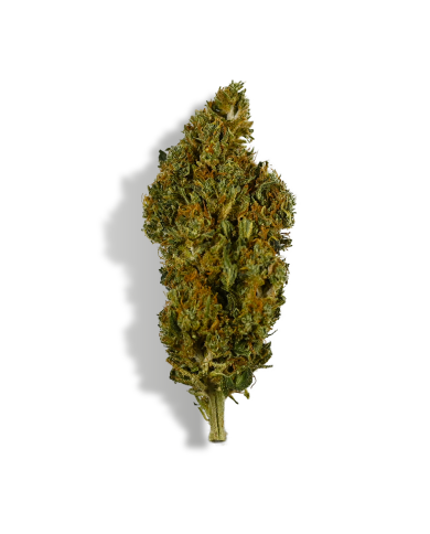 Fleur de CBD - SHERBET