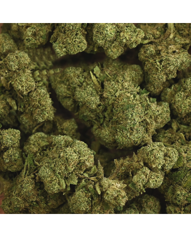 Fleur de CBD - RAINBOW KUSH