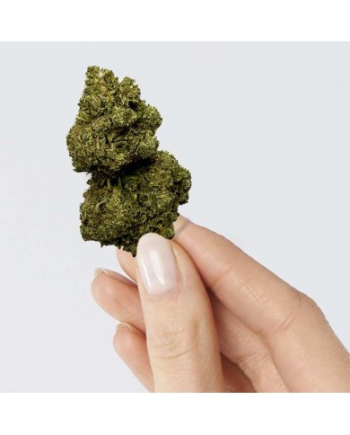 Fleur de CBD - RAINBOW KUSH