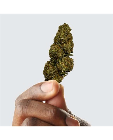 Fleur de CBD - BLUEBERRY