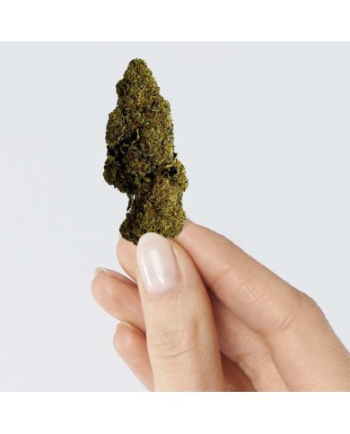 Fleur de CBD - RASPBERRY HAZE