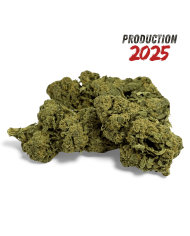 Fleurs CBD Small Bud Skull 25GR - Édition Limitée Halloween