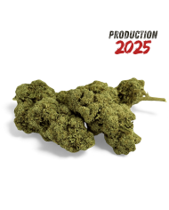 Fleur de CBD Black Mamba Greenhouse