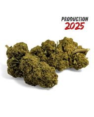 Fleur de CBD Banana Smash Greenhouse