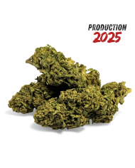 Fleur de CBD Sour Lime Haze Greenhouse