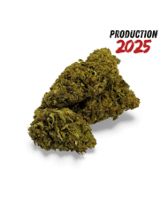 Fleur de CBD Banana Smash Greenhouse