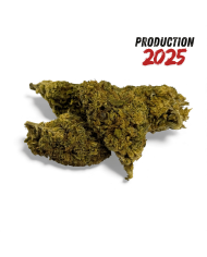 Fleur de CBD Mandarine Haze Greenhouse